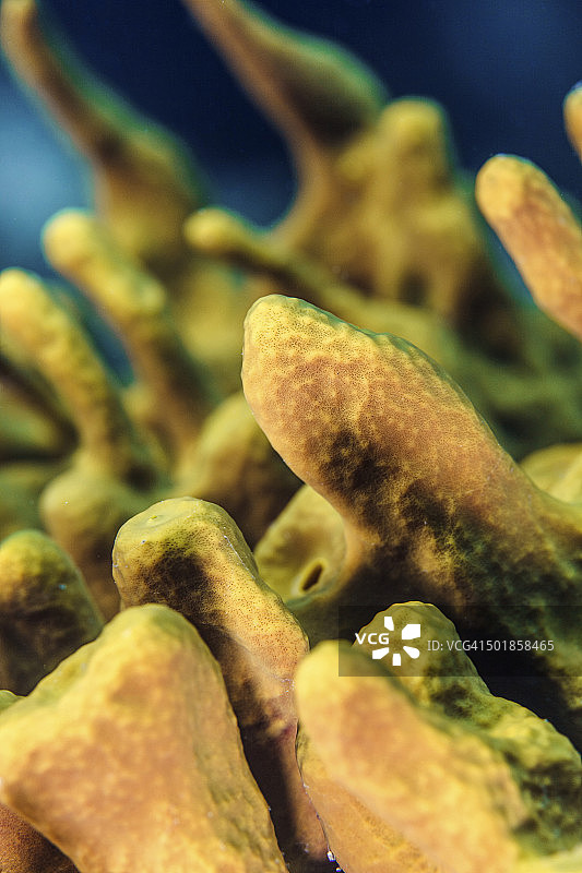 海绵，亚得里亚海，克罗地亚，欧洲图片素材