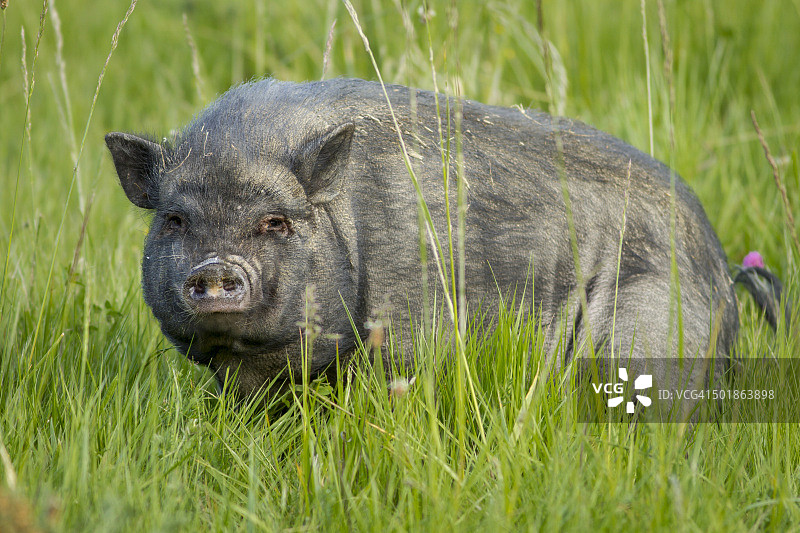 越南大肚猪图片素材