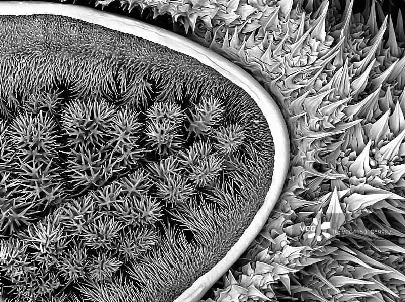 扫描电子显微镜下的金色大毛毛虫图片素材