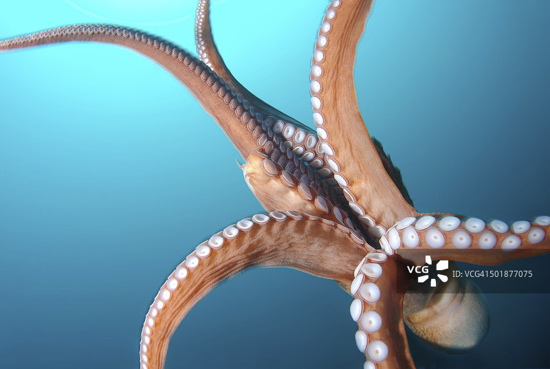 巨型太平洋章鱼，日本海，俄罗斯联邦图片素材