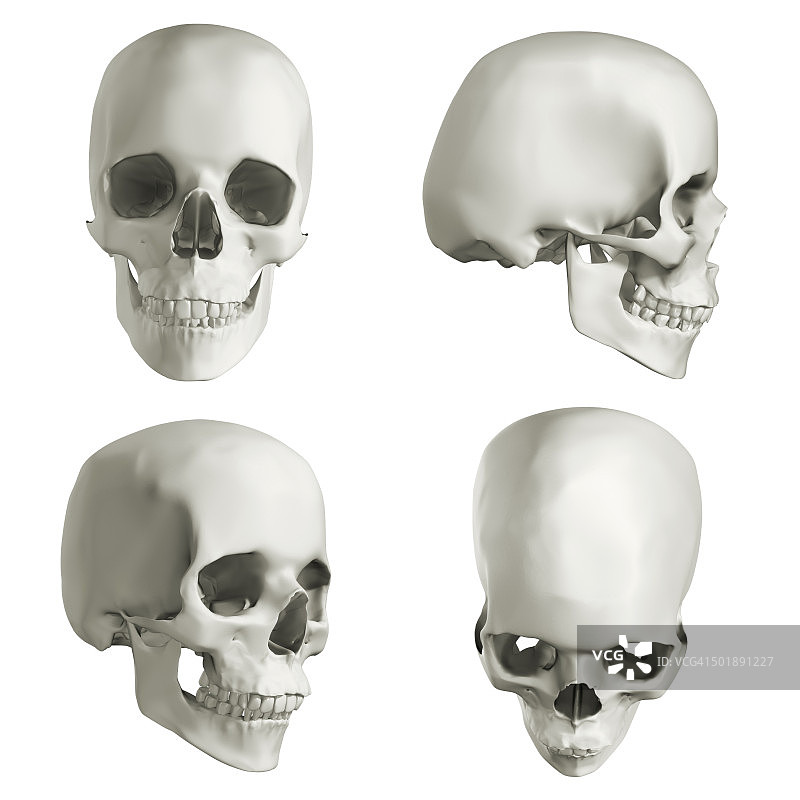 人类头骨四种不同视图3D插图图片素材