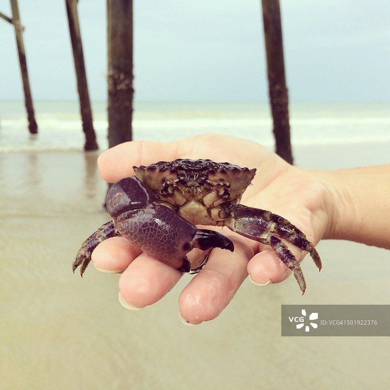 紫色小螃蟹图片素材