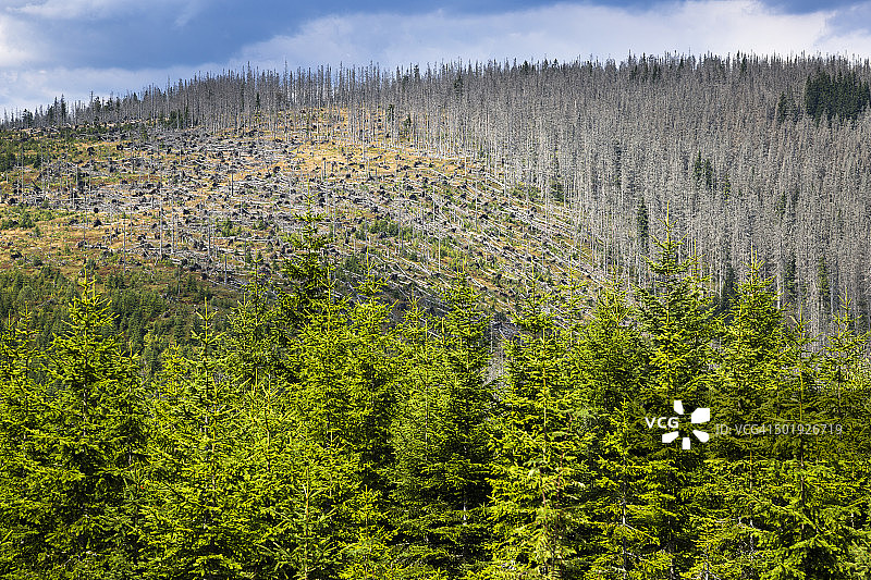 德国巴伐利亚州巴伐利亚森林国家公园，森林枯萎图片素材