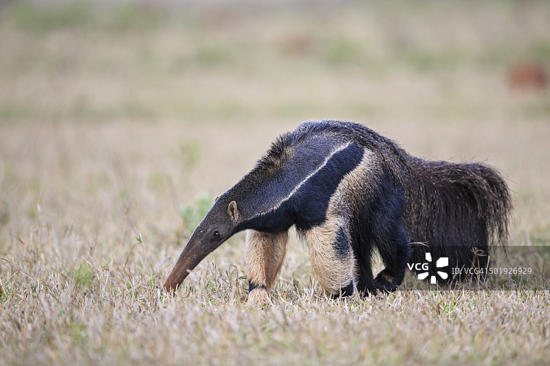 巴西马托格罗索州潘塔纳尔湿地大食蚁兽图片素材