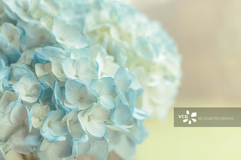 柔和细腻的绣球花图片素材