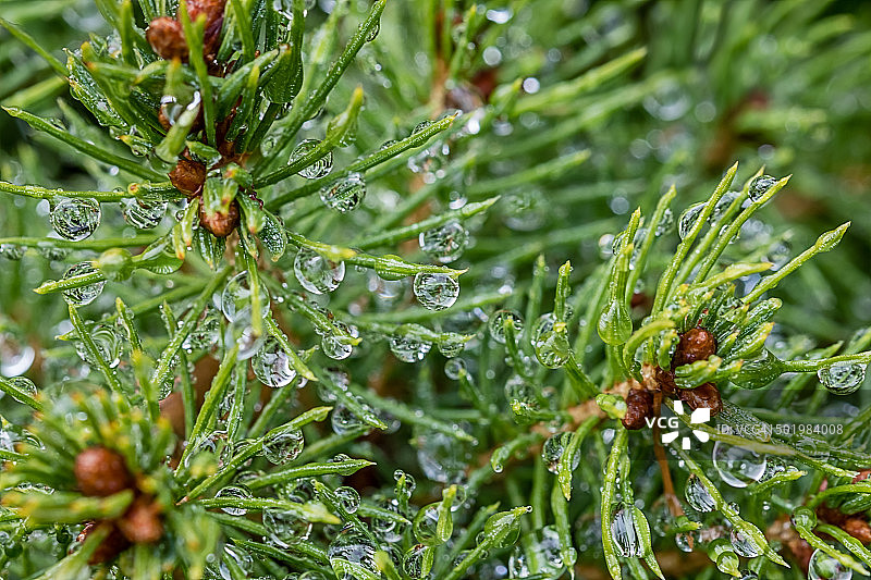 雨后绿色加拿大云杉叶子的特写图片素材