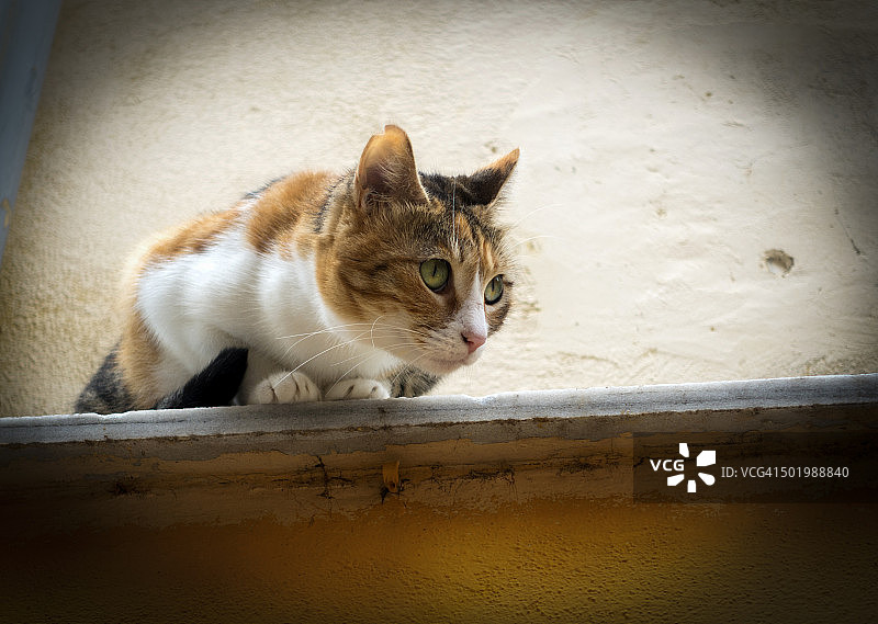 一只凝视远方、栖息在狭窄壁架边缘的玳瑁猫图片素材