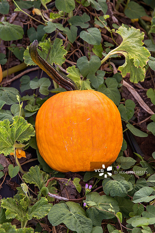 带有南瓜茎的橙色南瓜图片素材
