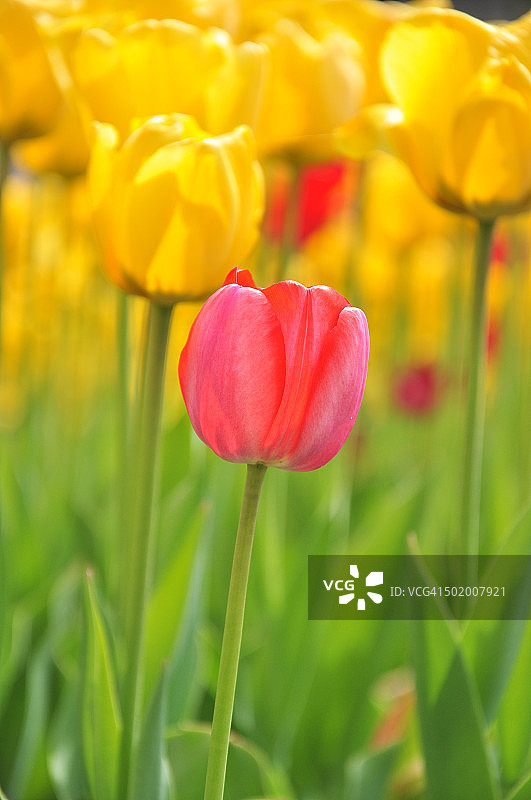 杰出作品图片素材