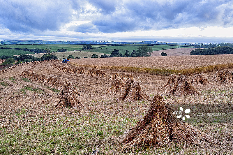 多云天空下的田野里的小麦捆图片素材