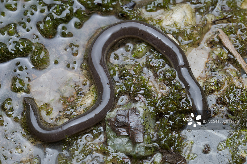 马来西亚吉打州兰卡威的蚓螈特写图片素材