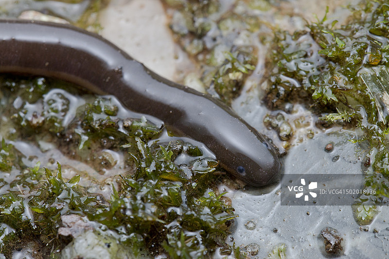 马来西亚吉打州兰卡威的蚓螈特写图片素材