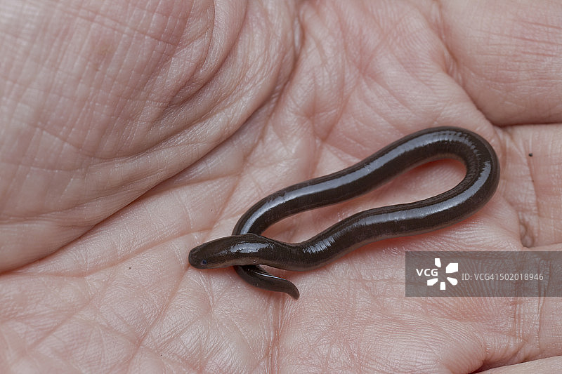 马来西亚吉打州兰卡威的蚓螈特写图片素材