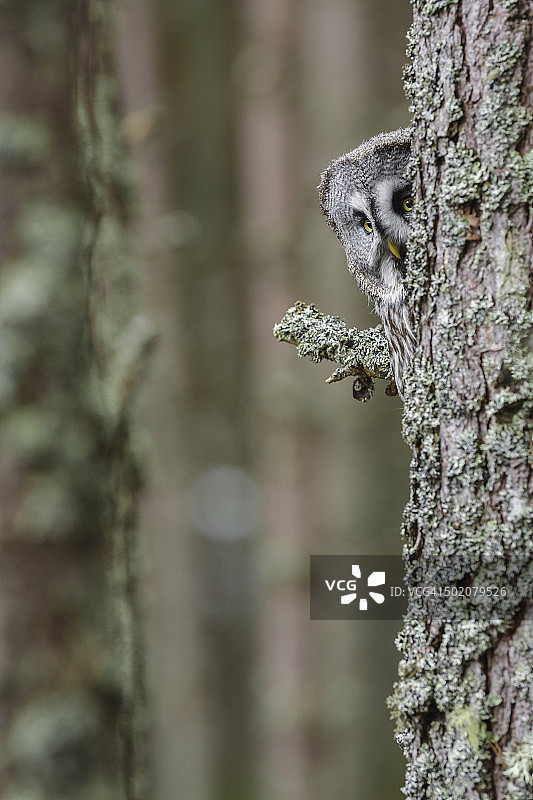 灰林鸮栖息在森林边缘的冷杉树枝上图片素材
