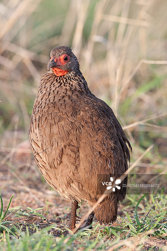 斯温森氏法兰克林图片素材