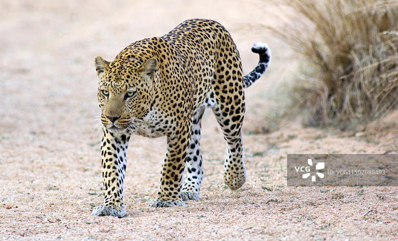 潜行的豹子图片素材