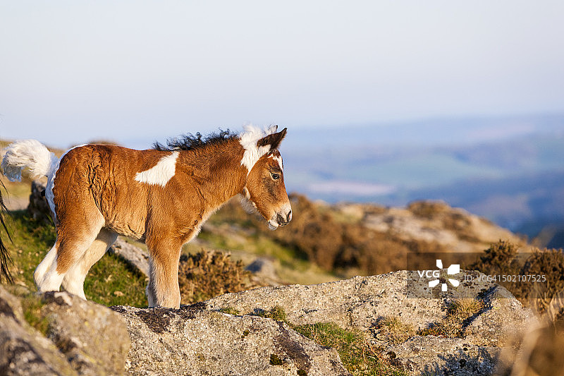 达特穆尔矮种马图片素材