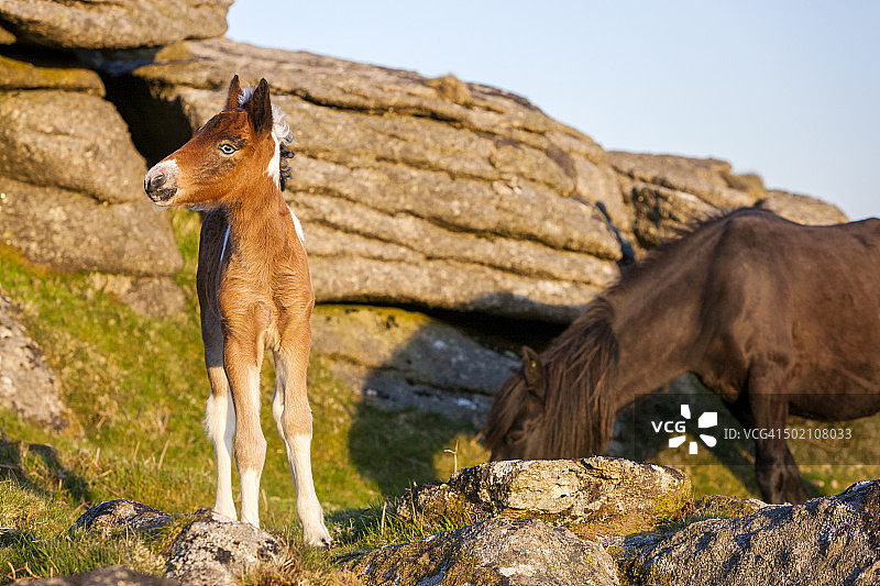 达特穆尔矮种马图片素材