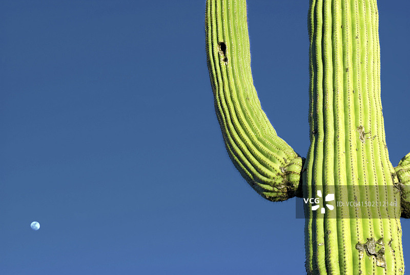 美国亚利桑那州仙人掌国家公园的月出和仙人掌图片素材