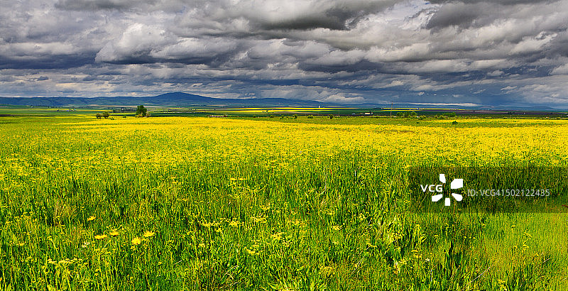 爱达荷州风雨春日里的油菜籽田图片素材