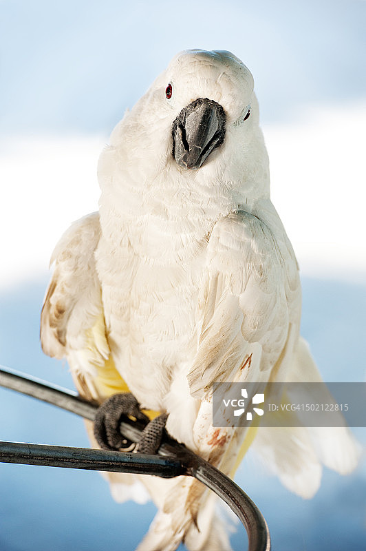 白色凤头鹦鹉图片素材