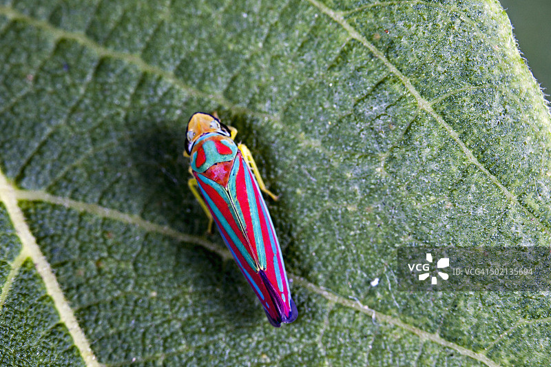 糖果条纹叶蝉图片素材