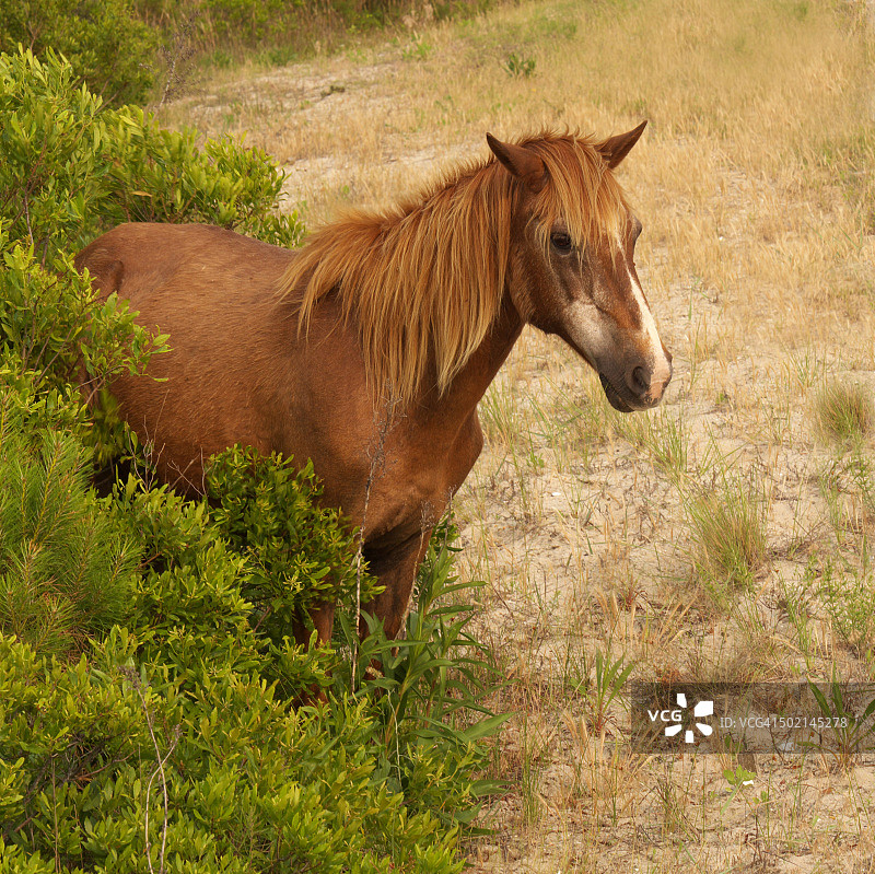 灌木丛中的野马肖像图片素材