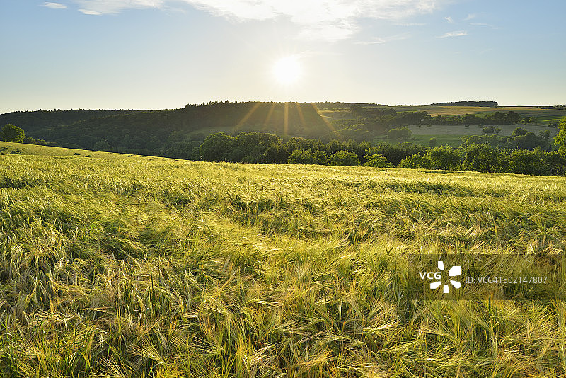 日落时分的乡村大麦田图片素材