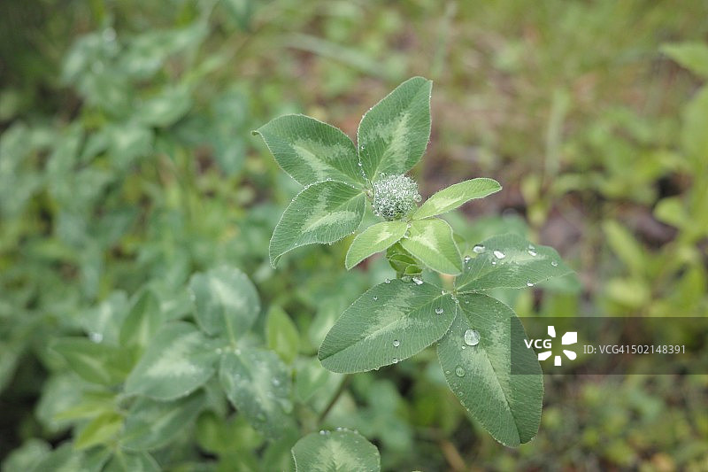 红三叶草图片素材