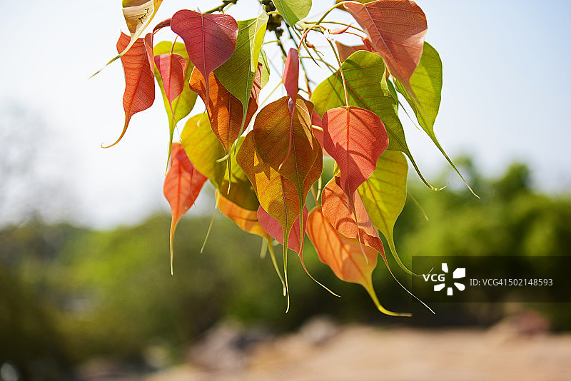 彩色的叶子图片素材
