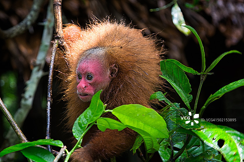 丛林中的红色秃猴图片素材