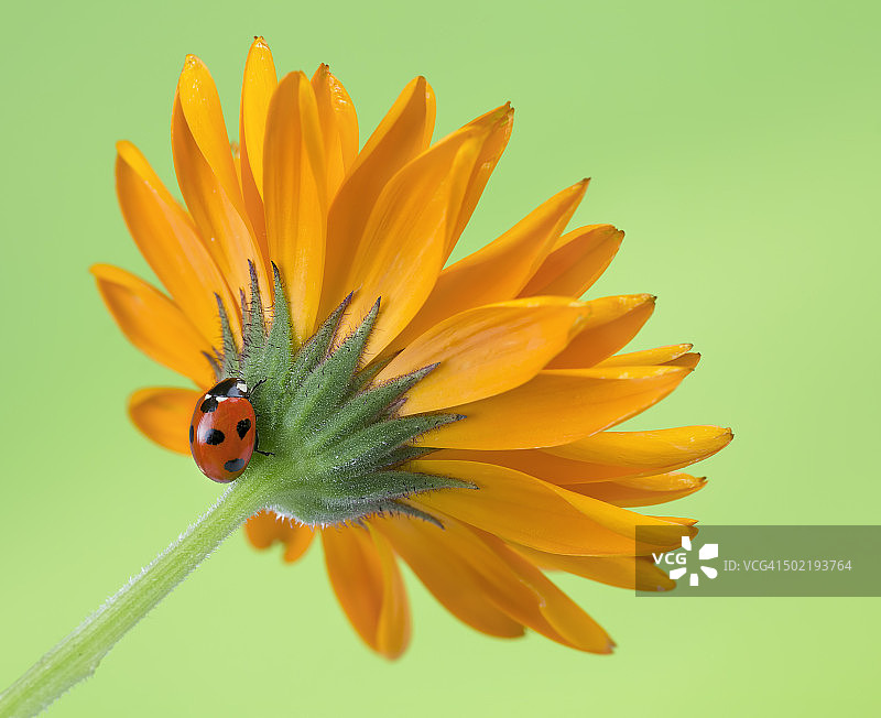 万寿菊花上的瓢虫图片素材