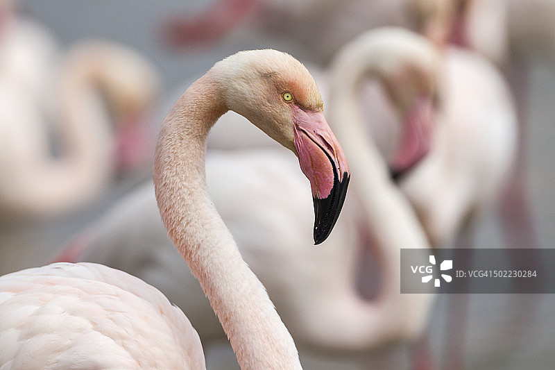 大红鹳肖像图片素材