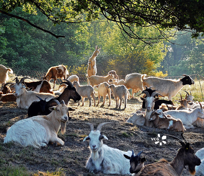 山羊图片素材