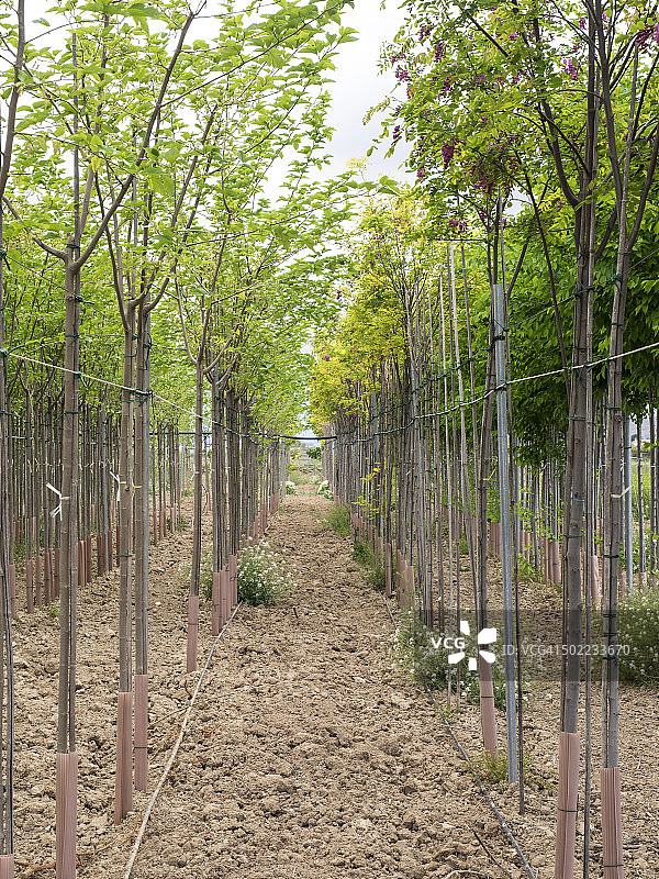 田野里的苗圃树木图片素材