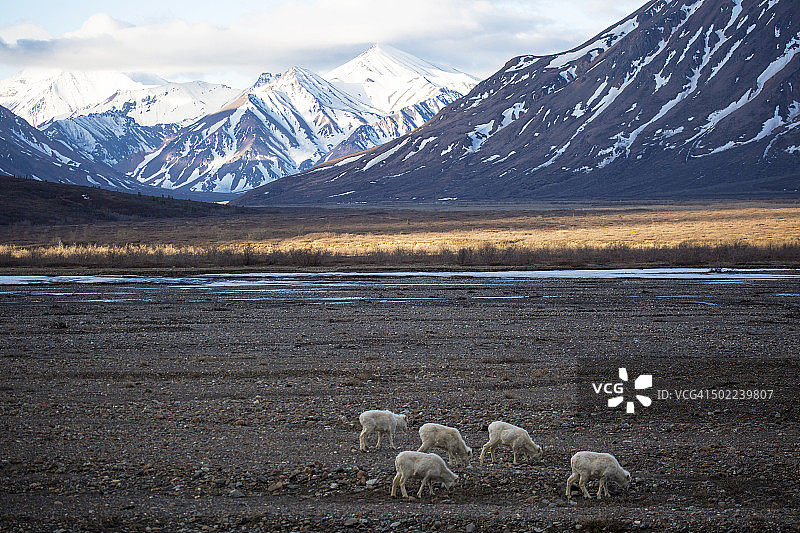 托克拉特河上的达尔绵羊图片素材