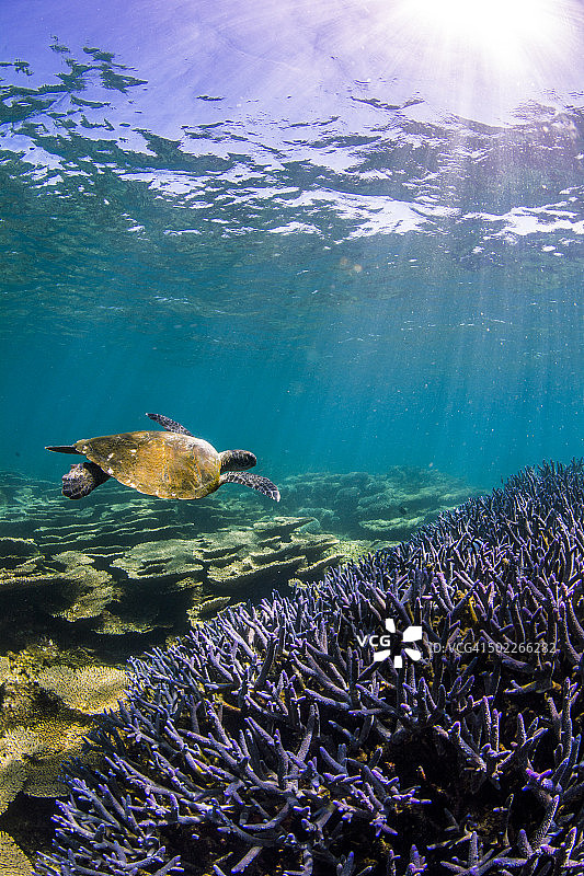 海龟和紫色鹿角珊瑚图片素材