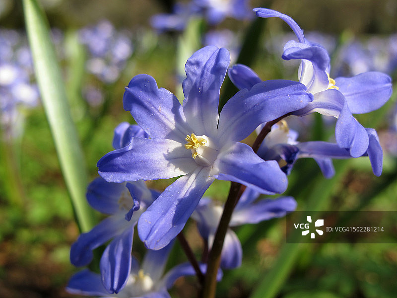 露西尔雪花荣光花（Chionodoxa luciliae）的特写图片素材