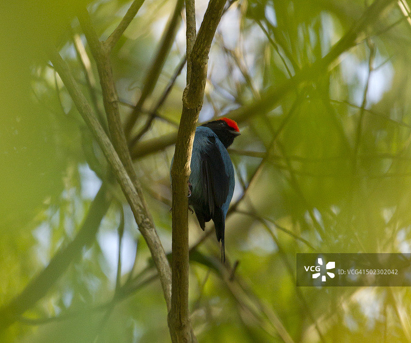 蓝色马纳金雀图片素材