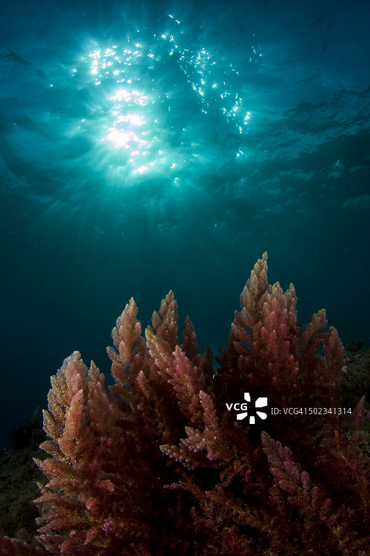 入侵性藻类图片素材