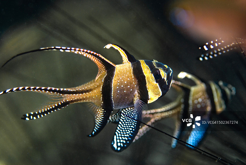 Banggai cardinalfish或Pterapogon kauderni图片素材