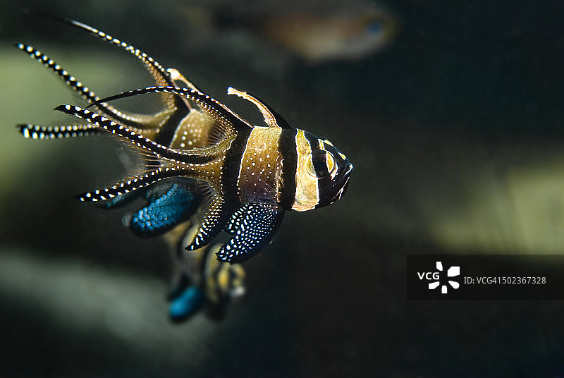 Banggai cardinalfish或Pterapogon kauderni图片素材