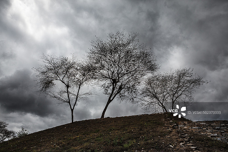 金字塔顶上的三棵树图片素材