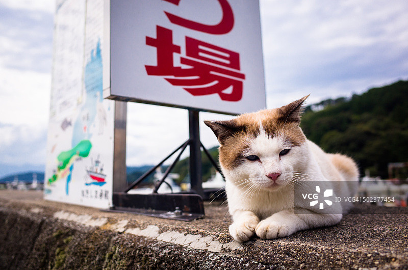 生活在当地港口的小猫图片素材