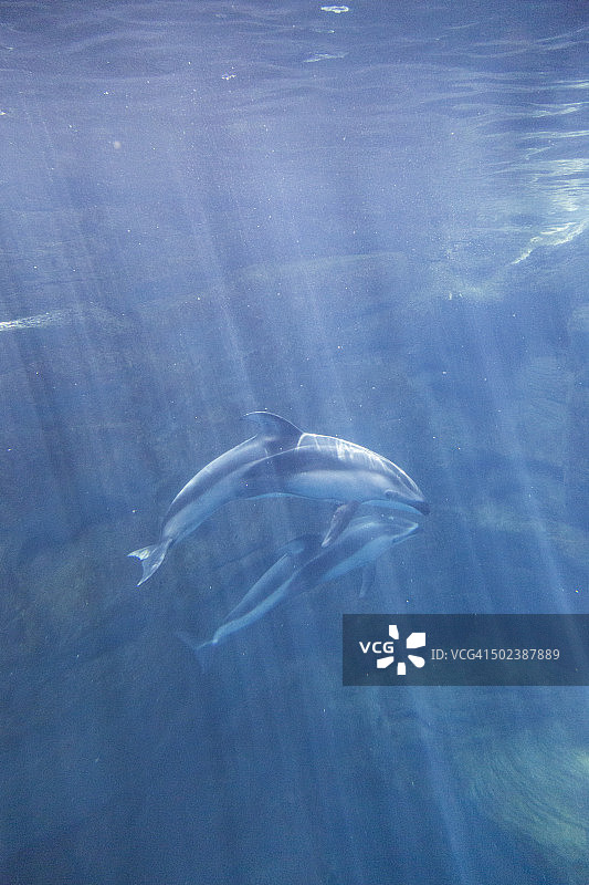 太平洋白边海豚图片素材