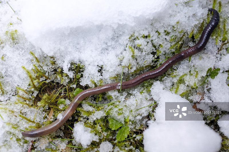 雪地里的蚯蚓微距图片素材