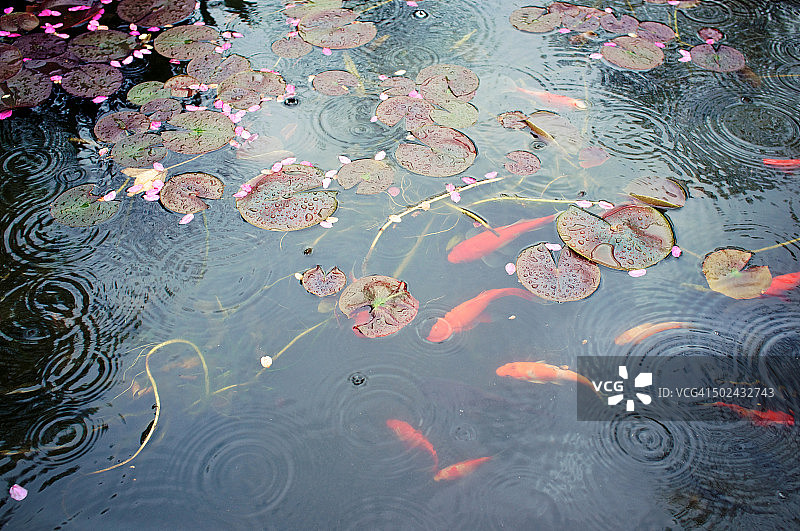 雨中，满是锦鲤和睡莲的池塘图片素材