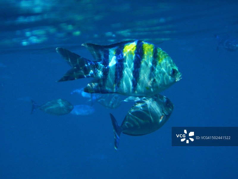 马尔代夫环礁热带泻湖中的雀鲷图片素材