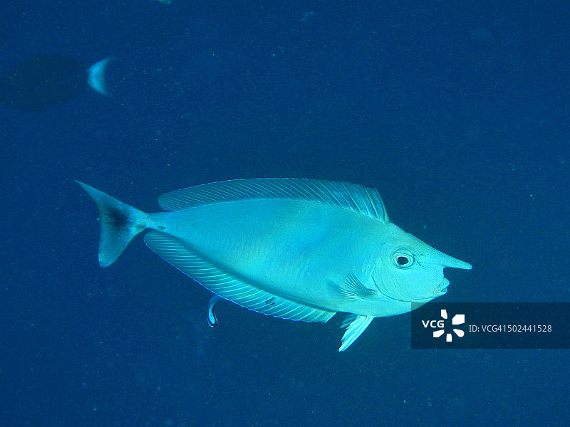 大鼻独角鱼图片素材