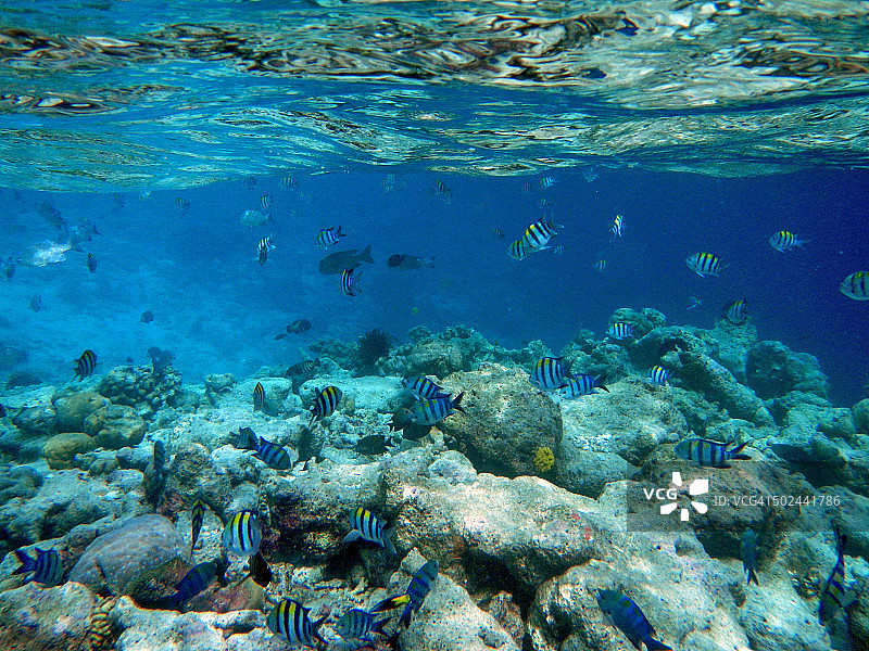 马尔代夫环礁珊瑚礁上的鱼群图片素材